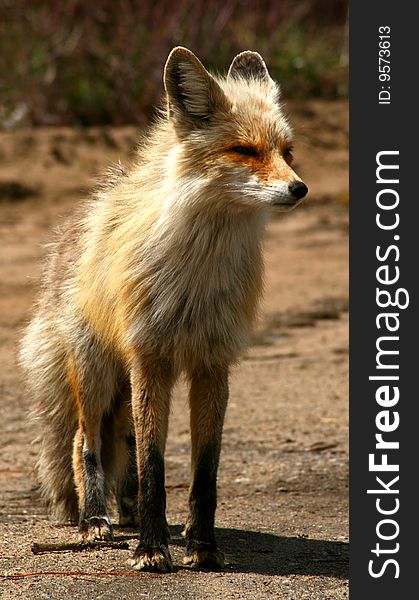 Red fox with scruffy spring coat, Idaho. Red fox with scruffy spring coat, Idaho