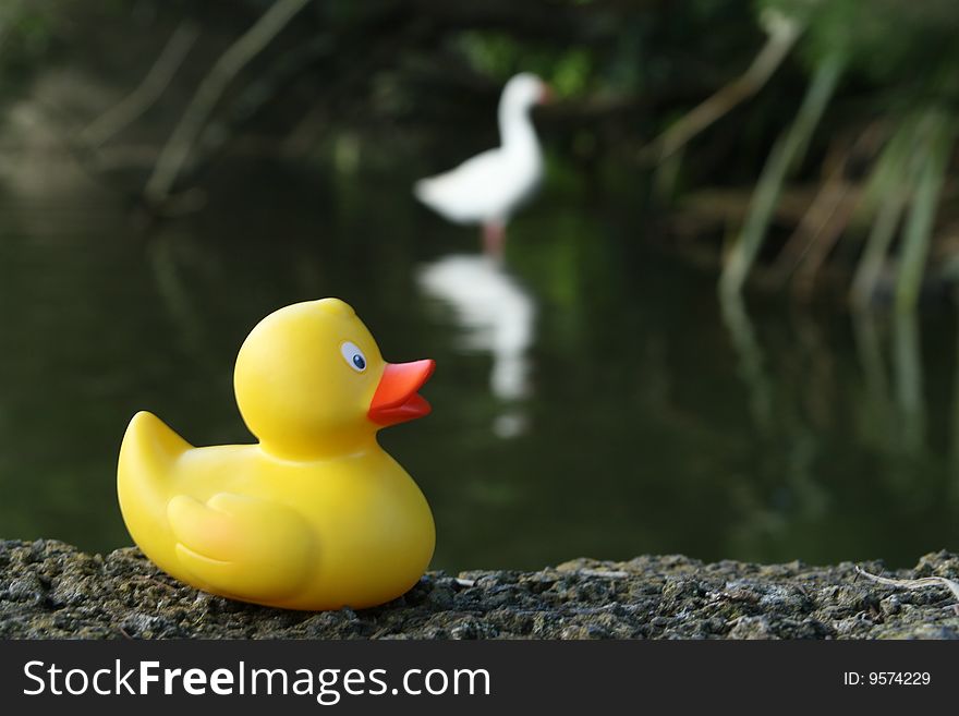 Funny picture of a plastic and a real duck compared. Funny picture of a plastic and a real duck compared