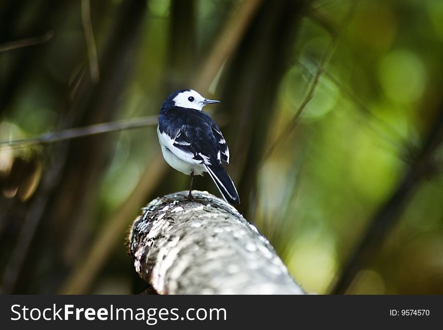 A blue-white bird resting on a small branch. A blue-white bird resting on a small branch