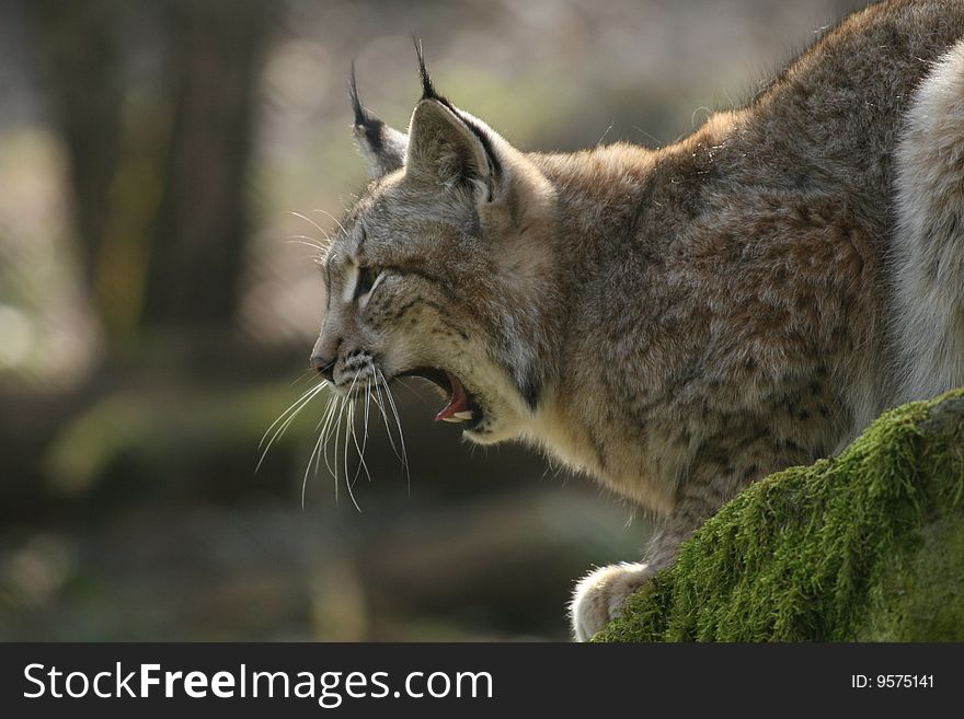 Yawning Lynx on a rock in the forest. Isolated animal due to out of focus background.