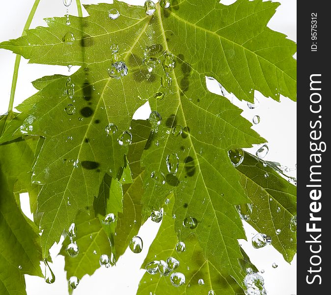 Texture leaf with water drops.Nanure