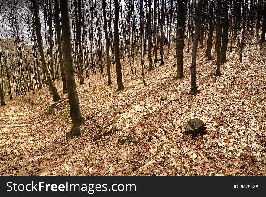 Forest on the hill in the early spring