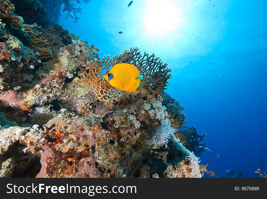 Coral and fish taken in the red sea.