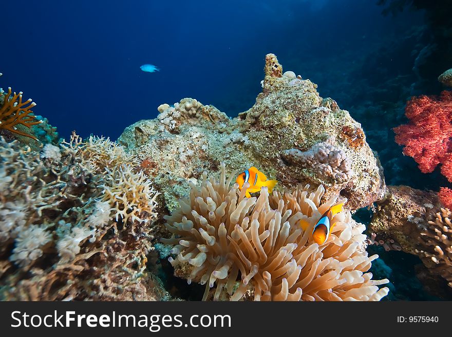 Coral and fish taken in the red sea.