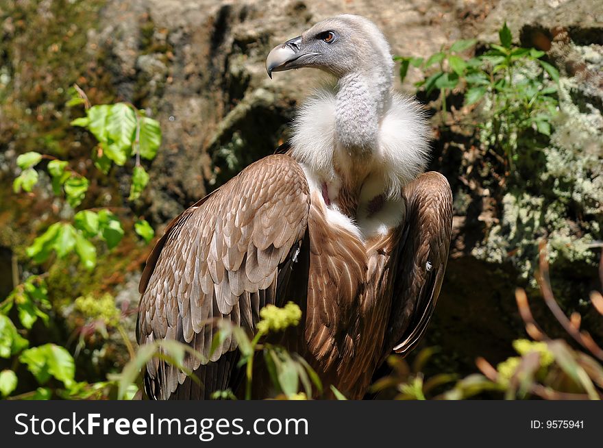 Photo taken in nature national park Bayxerischer wald, Germany, Europe. Photo taken in nature national park Bayxerischer wald, Germany, Europe.