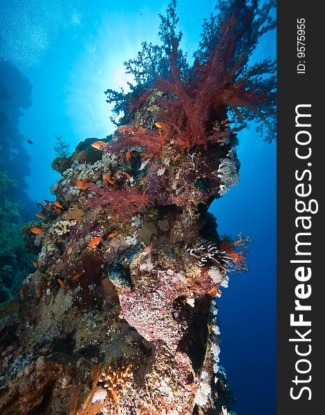 Coral and fish taken in the red sea.