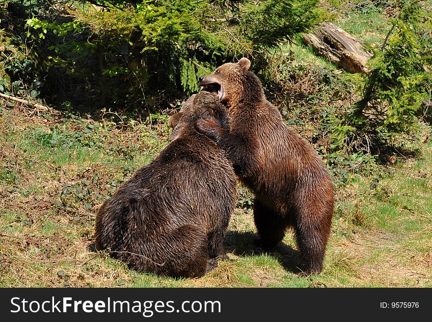 Brown Bears In Fight