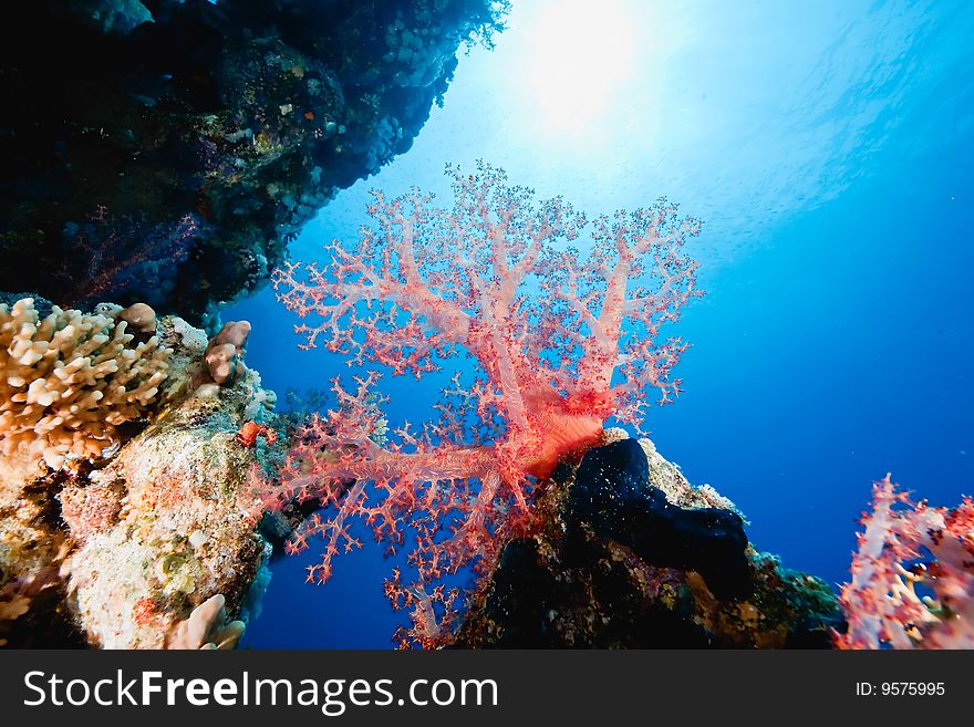 Coral and fish taken in the red sea.