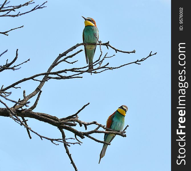 Tree With Bee Eaters