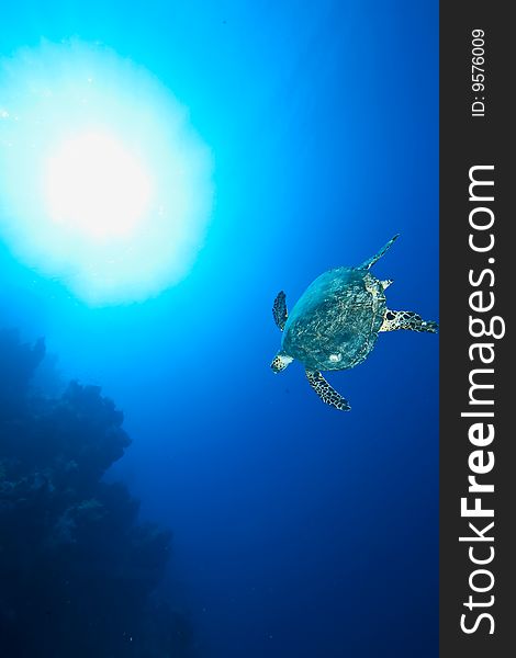 Ocean and hawksbill turtle taken in the red sea.