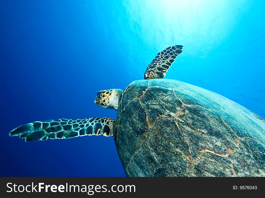 Ocean and hawksbill turtle taken in the red sea.
