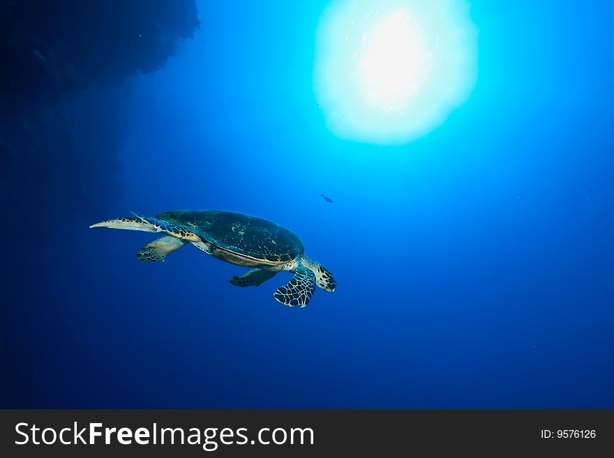 Ocean and hawksbill turtle taken in the red sea.