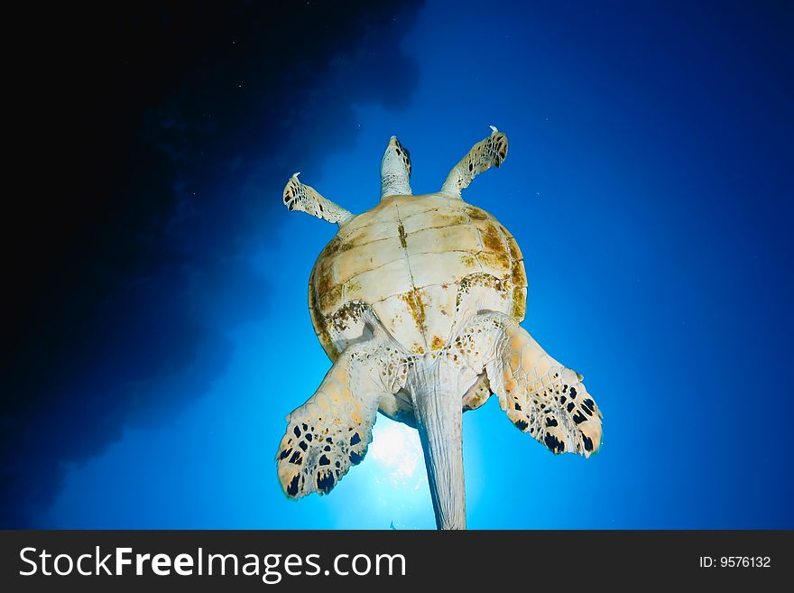 Ocean and hawksbill turtle taken in the red sea.