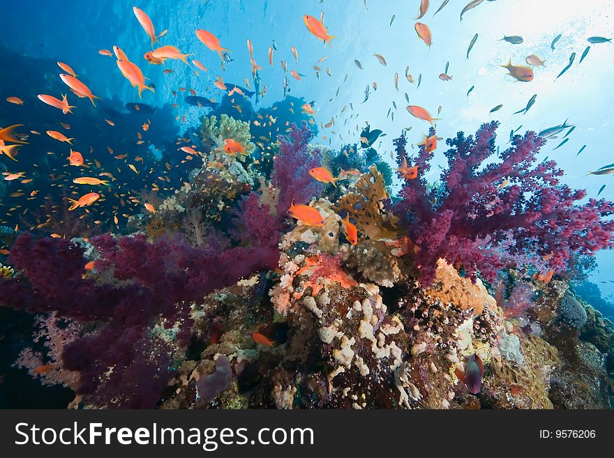 Coral and fish taken in the red sea.