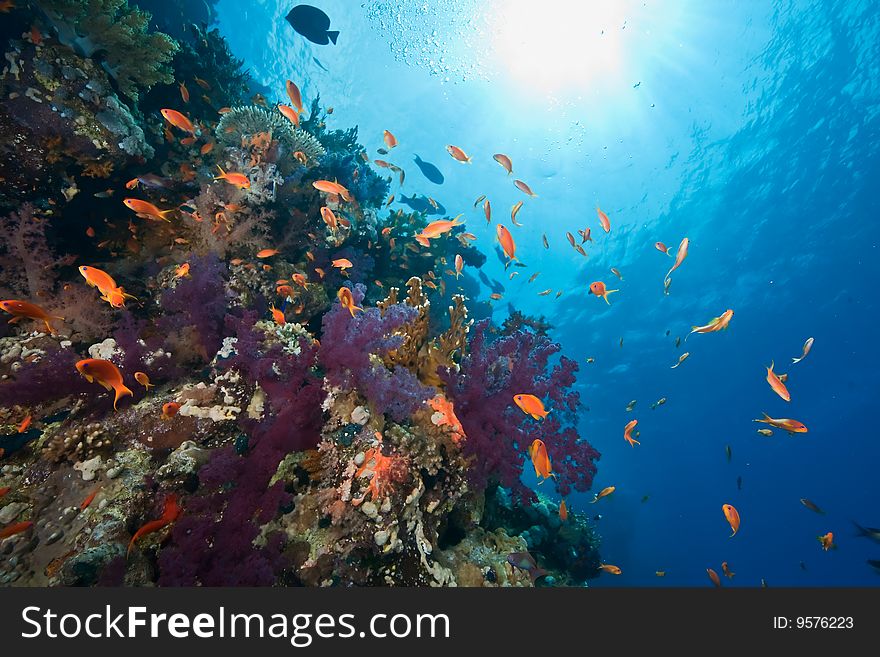 Coral and fish taken in the red sea.