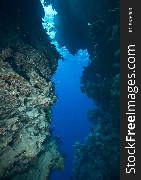 Coral and fish taken in the red sea.