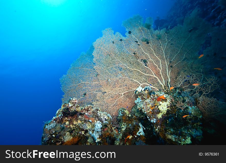 Coral and fish taken in the red sea.