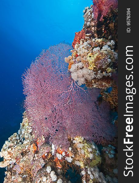 Coral and fish taken in the red sea.