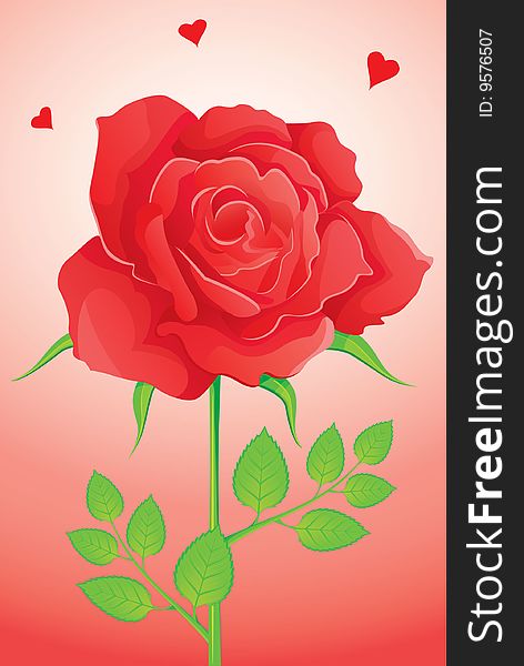 Elegance red rose, vector illustration