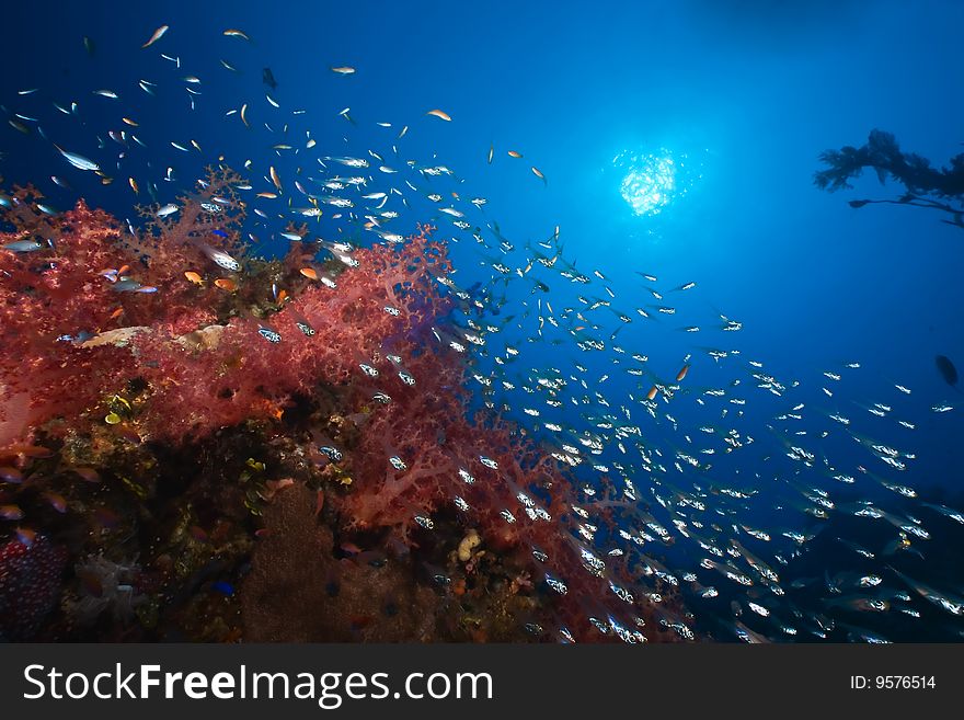 Coral and fish taken in the red sea.