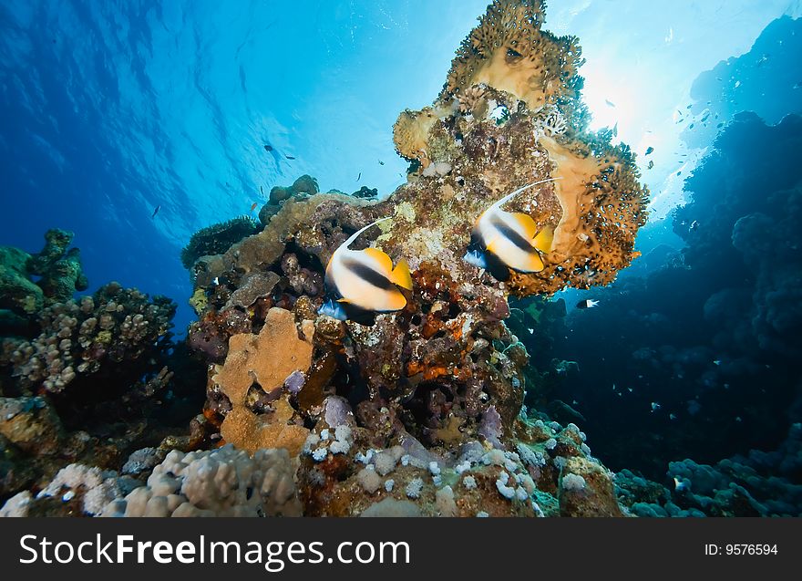 Coral and bannerfish taken in the red sea.