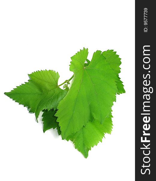 Green grape leaves isolated over white background