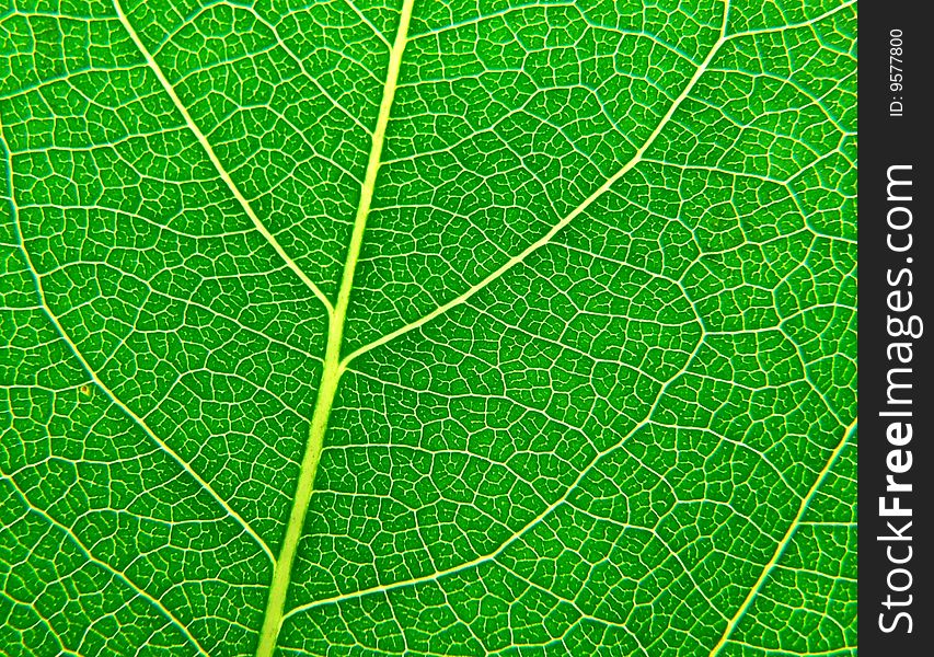 Leaf Surface II