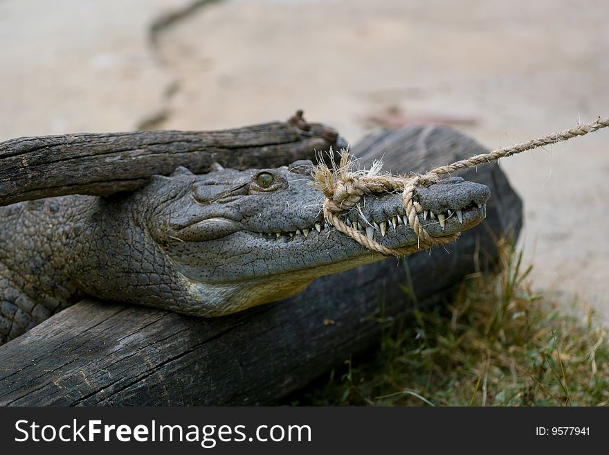 Crocodile in Zapata (Bay of Pigs - Cuba). Crocodile in Zapata (Bay of Pigs - Cuba)