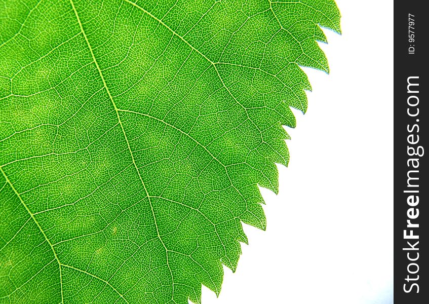 Green leaf with lines textures on the white background. Green leaf with lines textures on the white background
