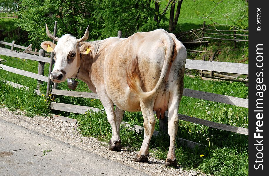 Romanian cow on a mountain village road.