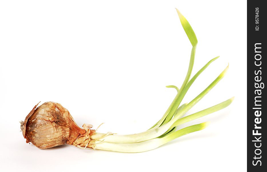 Onion with green outbreak in horizontal. Onion with green outbreak in horizontal