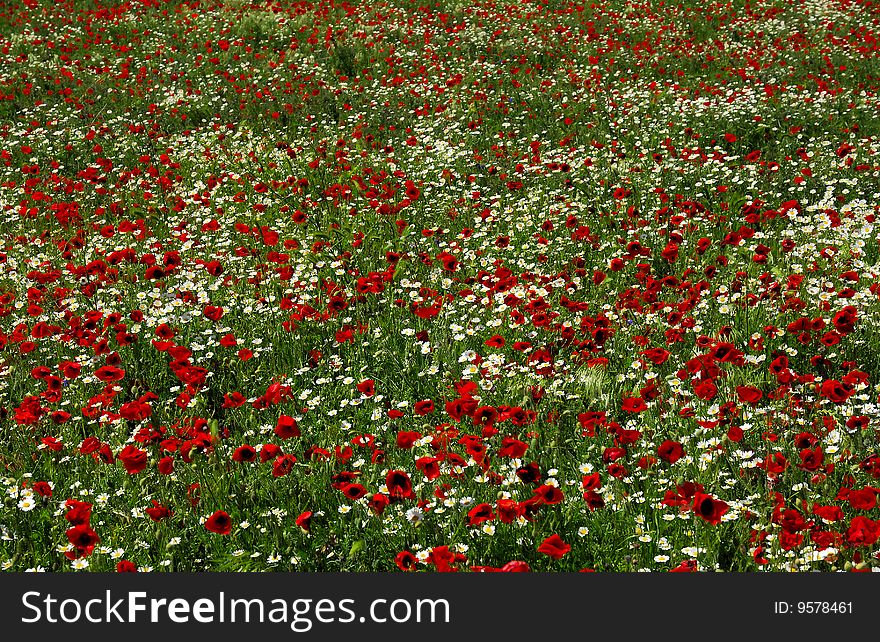 Poppy Field flower on the spring