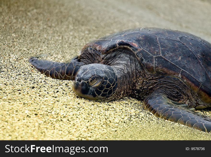 Sleeping turtle in Big Island, Hawaii