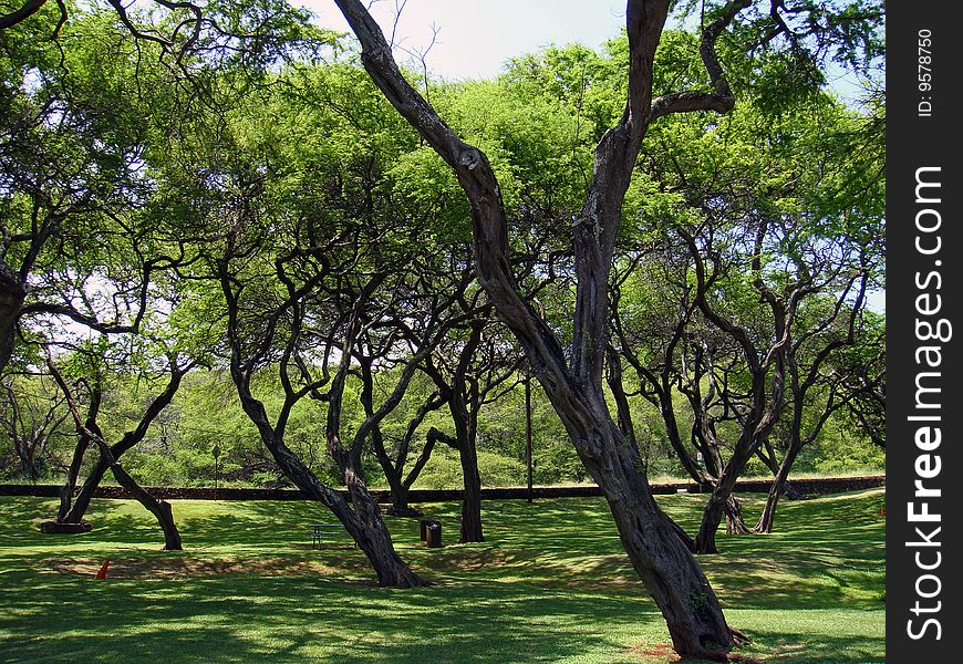 Nice park with huge number of olive trees in a sunny day