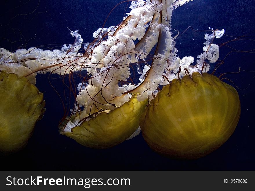 Several dangerous poison medusas in aquarium. Several dangerous poison medusas in aquarium