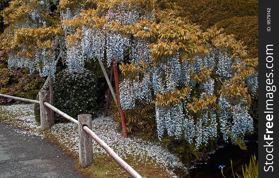 Blooming Bud In A Japanese Garden