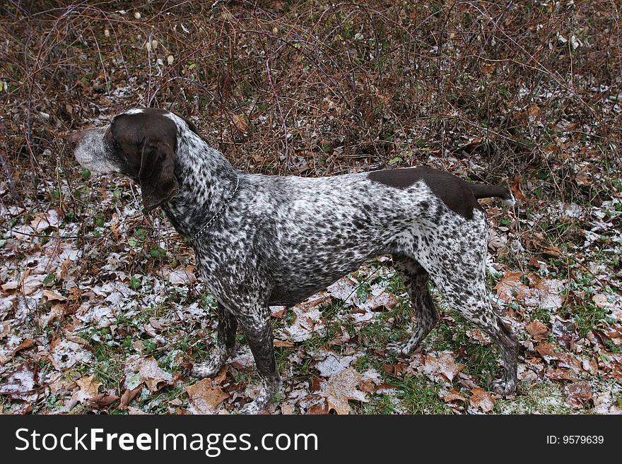 A camouflaged German Short Haired Pointer