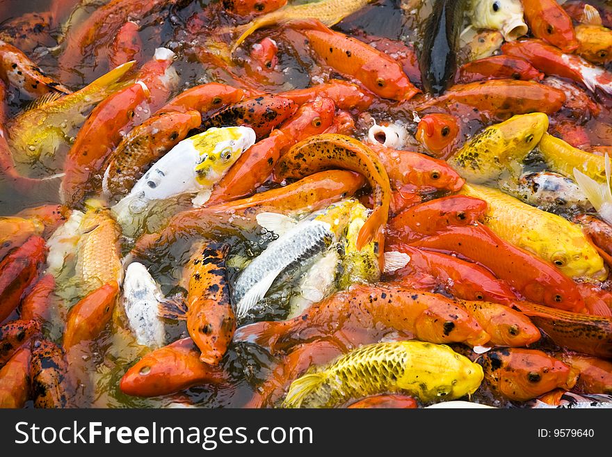 Orange fish background. Fish in a pool