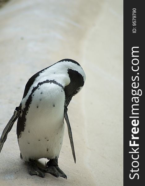 Penguin at zoo looking really cute