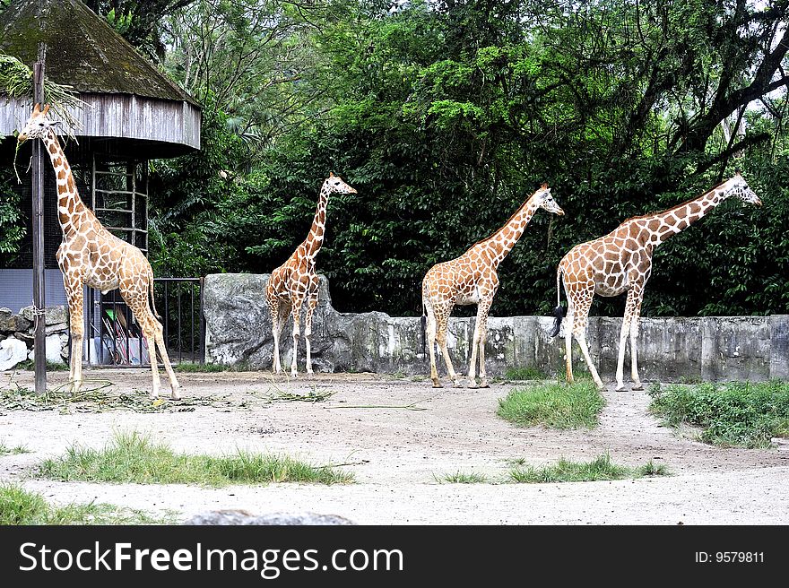 Family of giraffe in the sanctuary surrounding by trees.