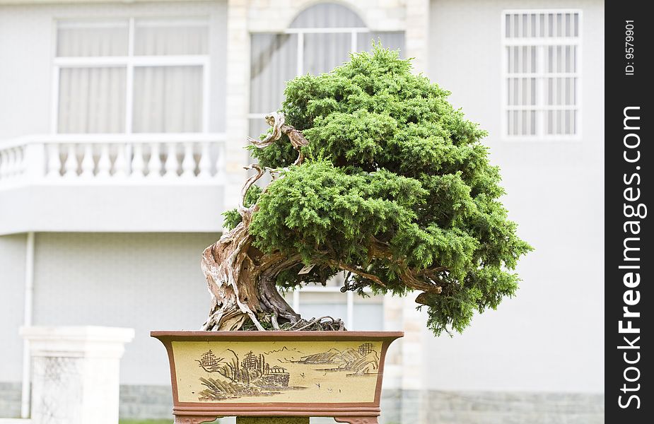 A bonsai of banyan in pot