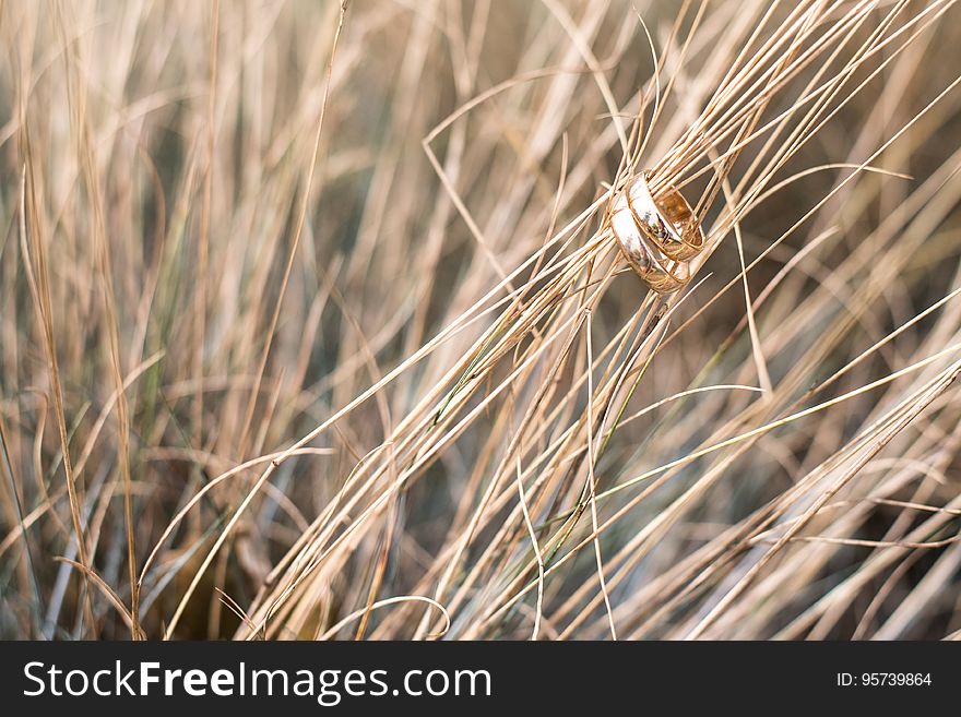 Close up of gold wedding bands on blades of dry grasses in sunny field. Close up of gold wedding bands on blades of dry grasses in sunny field.