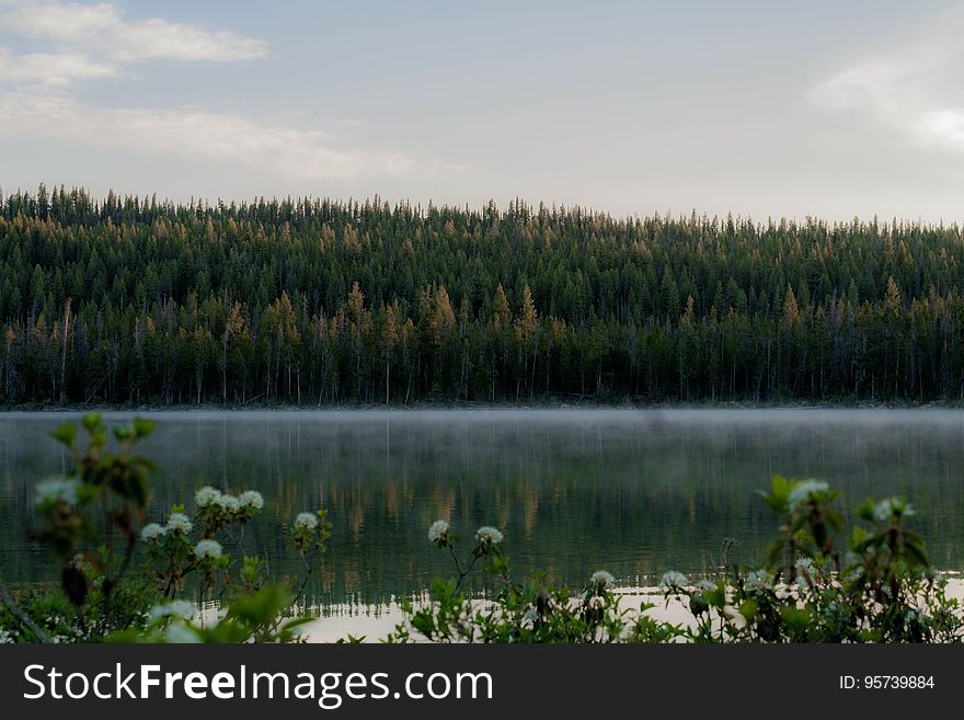 Forest on hillside on banks of river with mist in morning. Forest on hillside on banks of river with mist in morning.