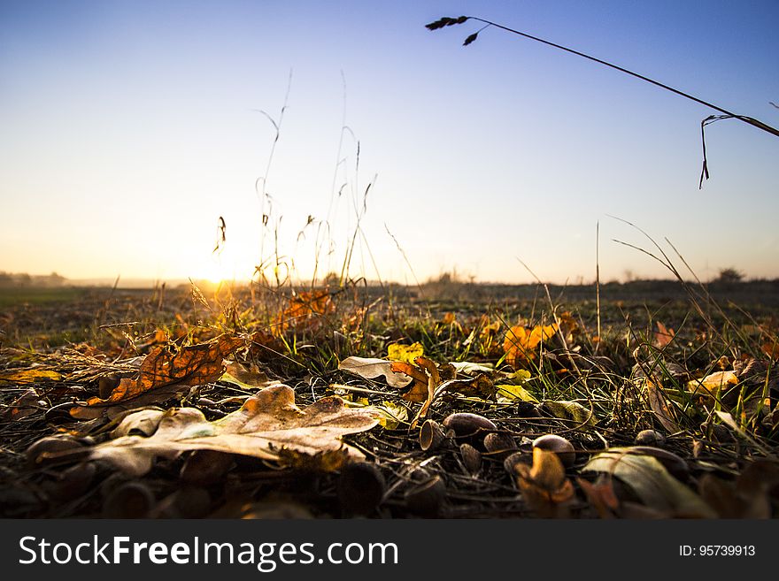 Fallen Leaves In A Field