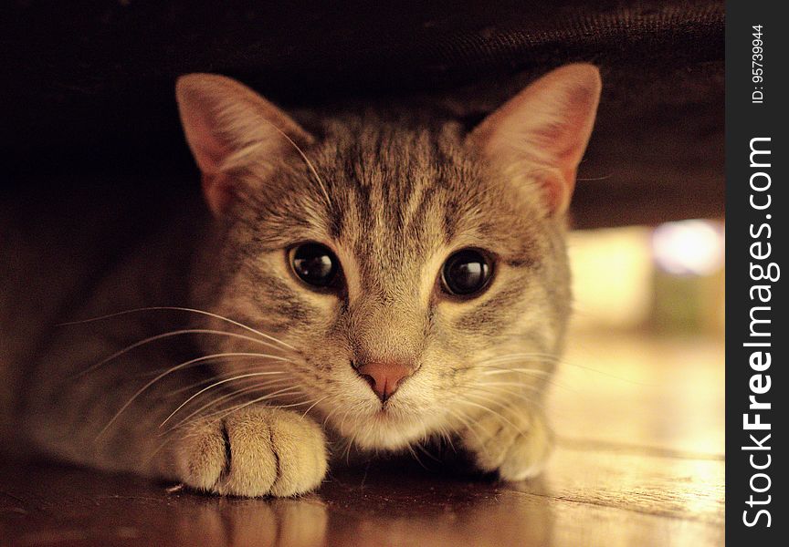 Closeup of a curious ginger cat.