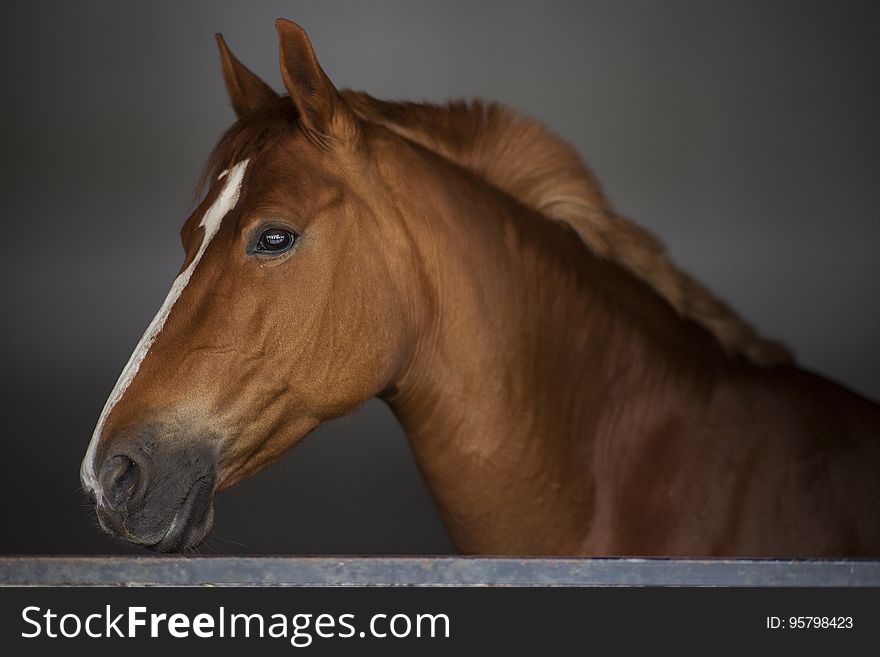 A portrait of a brown horse. A portrait of a brown horse.