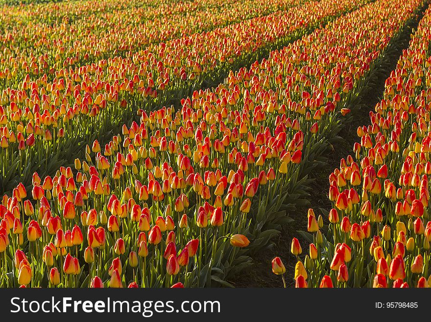 Field of tulips