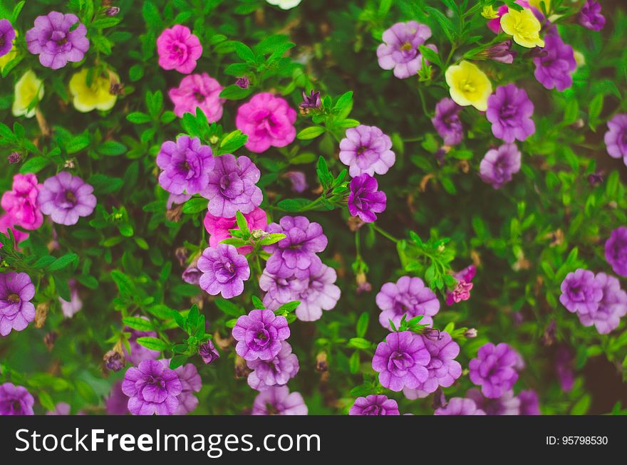 Close up of purple, pink and yellow flowers blooming on green plants in sunny garden. Close up of purple, pink and yellow flowers blooming on green plants in sunny garden.