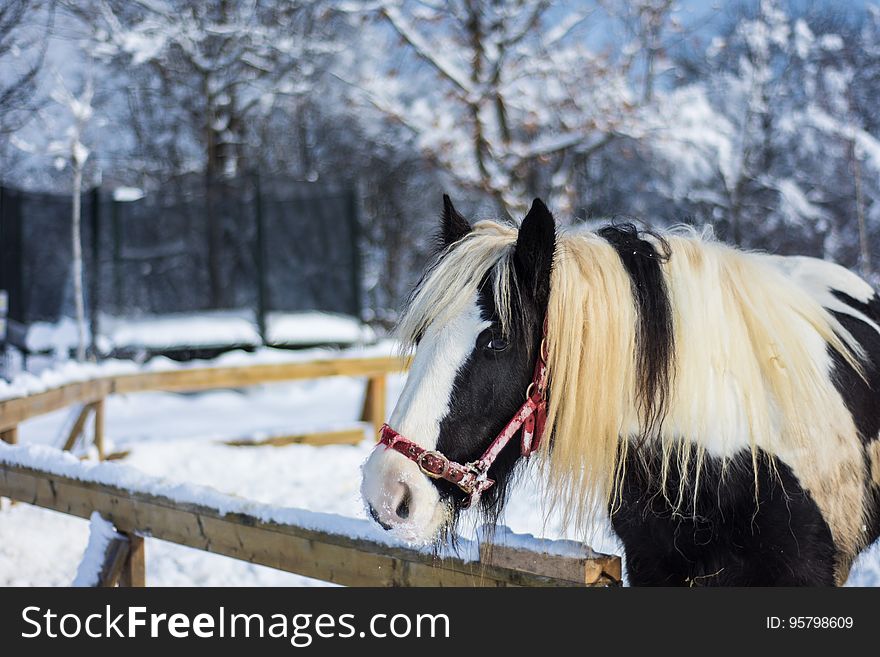 Horse stood in paddock looking over fence in winter. Horse stood in paddock looking over fence in winter.
