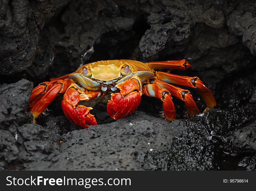 Portrait of a red graspus crab on rocks.